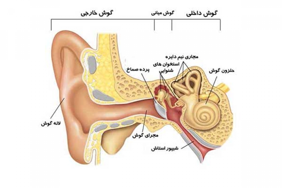 ساختار سیستم شنوایی (گوش) - HSEKALA