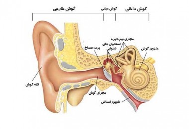 ساختار سیستم شنوایی (گوش)